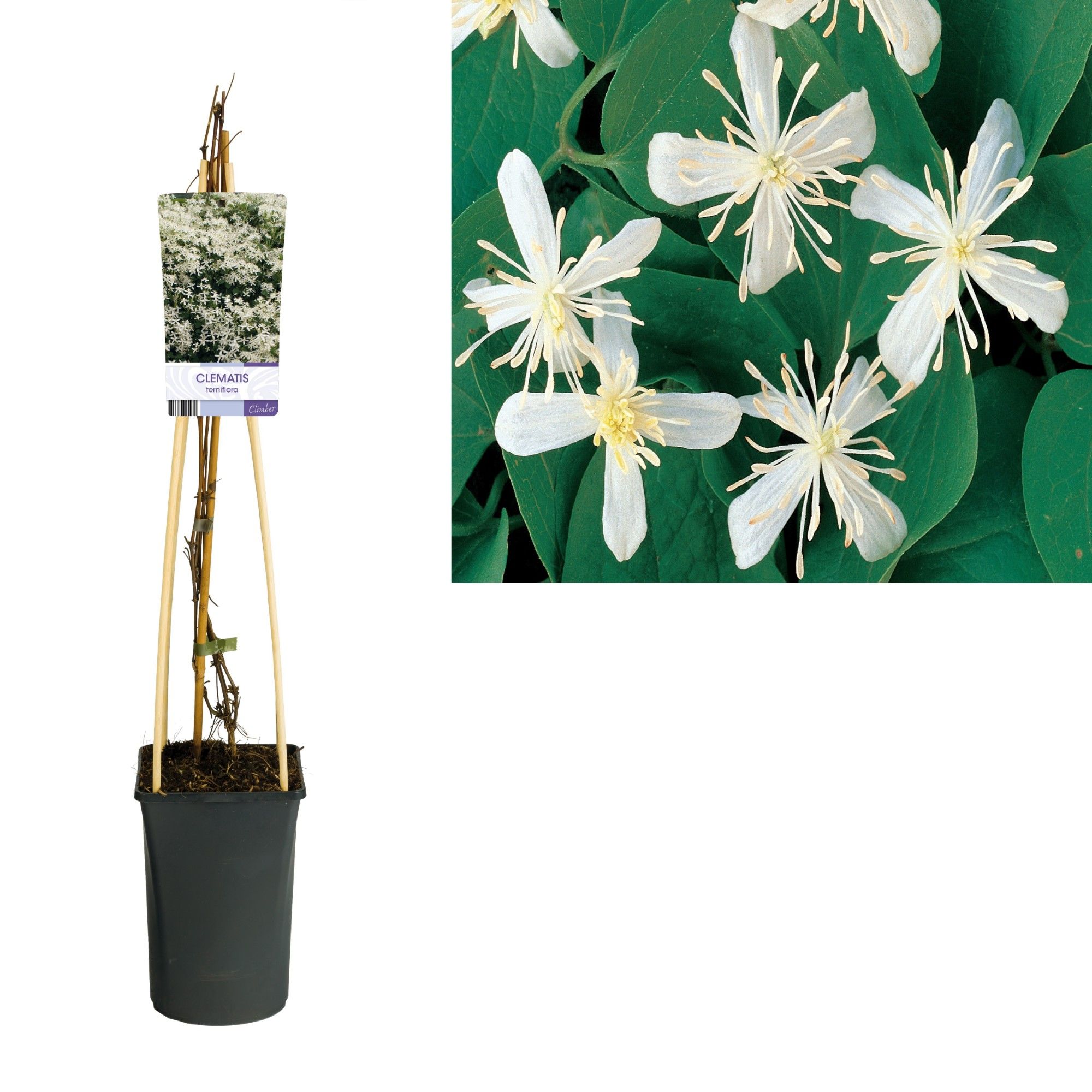 Clematis terniflora +light label, D 17 cm