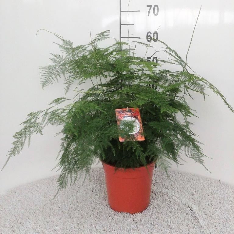 Asparagus setaceus Bush, D 21 cm Asparagus setaceus Bush, D 21 cm