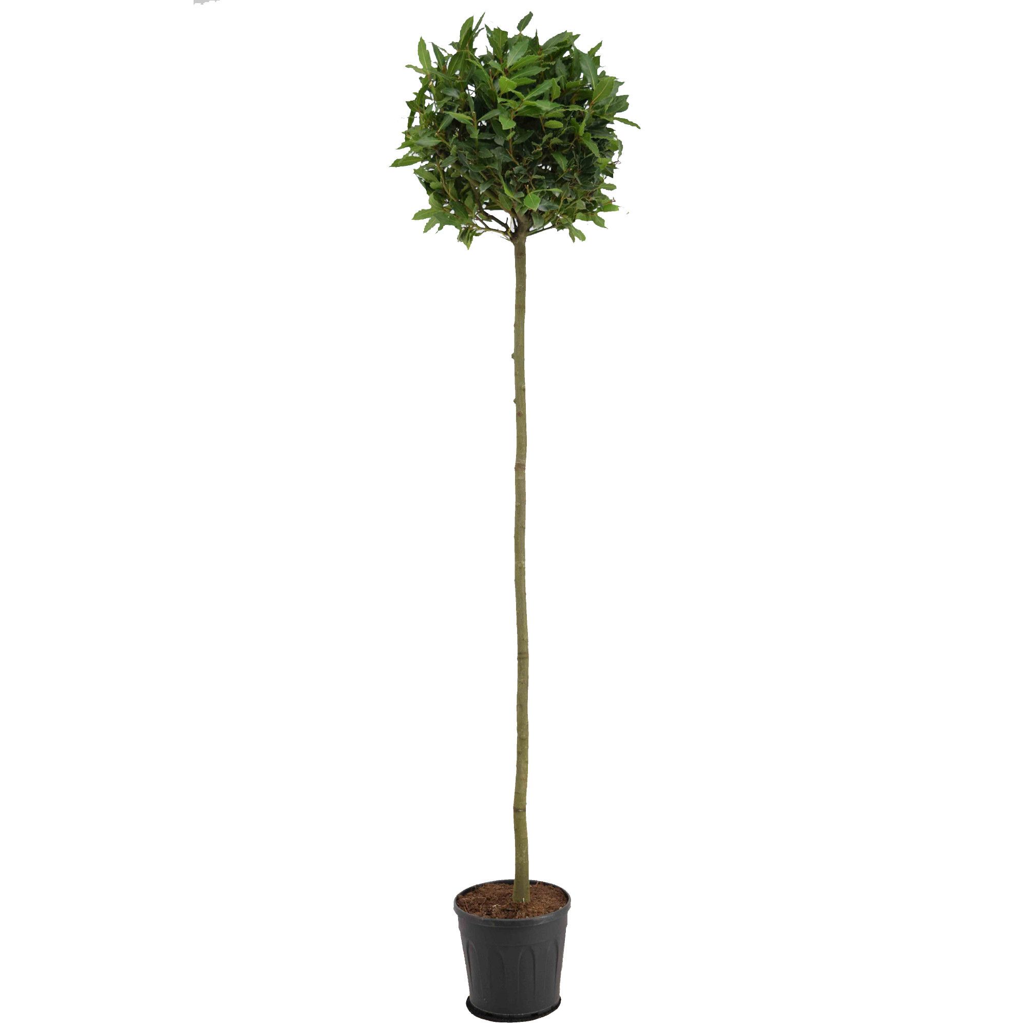 Laurus nobilis Bol op stam, D 25