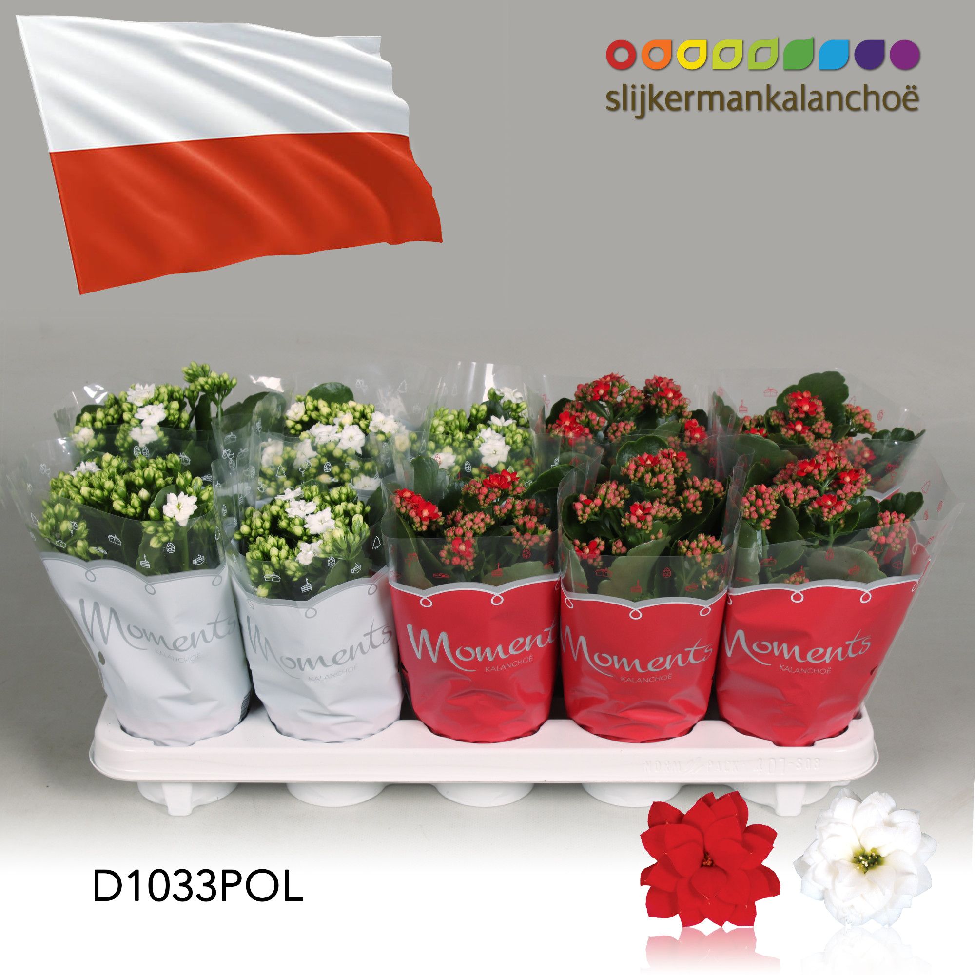 Kalanchoe Moments - Poland flag, D 10,5