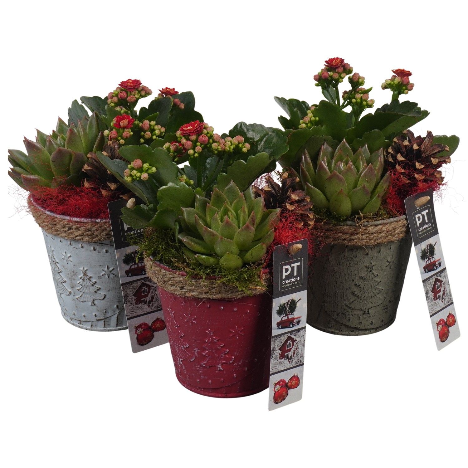PTCHR7313 Arrangement Christmas Red in metalen pot, D 10 cm