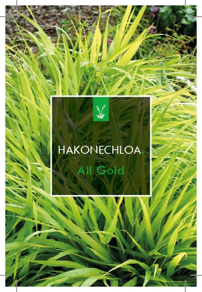 Hakonechloa macra 'All Gold', D 17