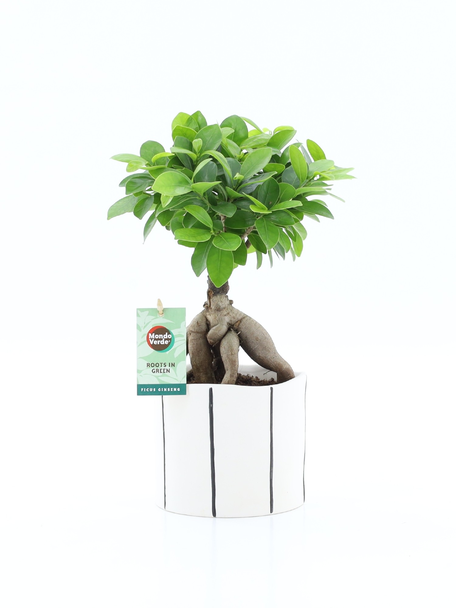 Ficus micr. Ginseng in Banksey keramiek, D 13