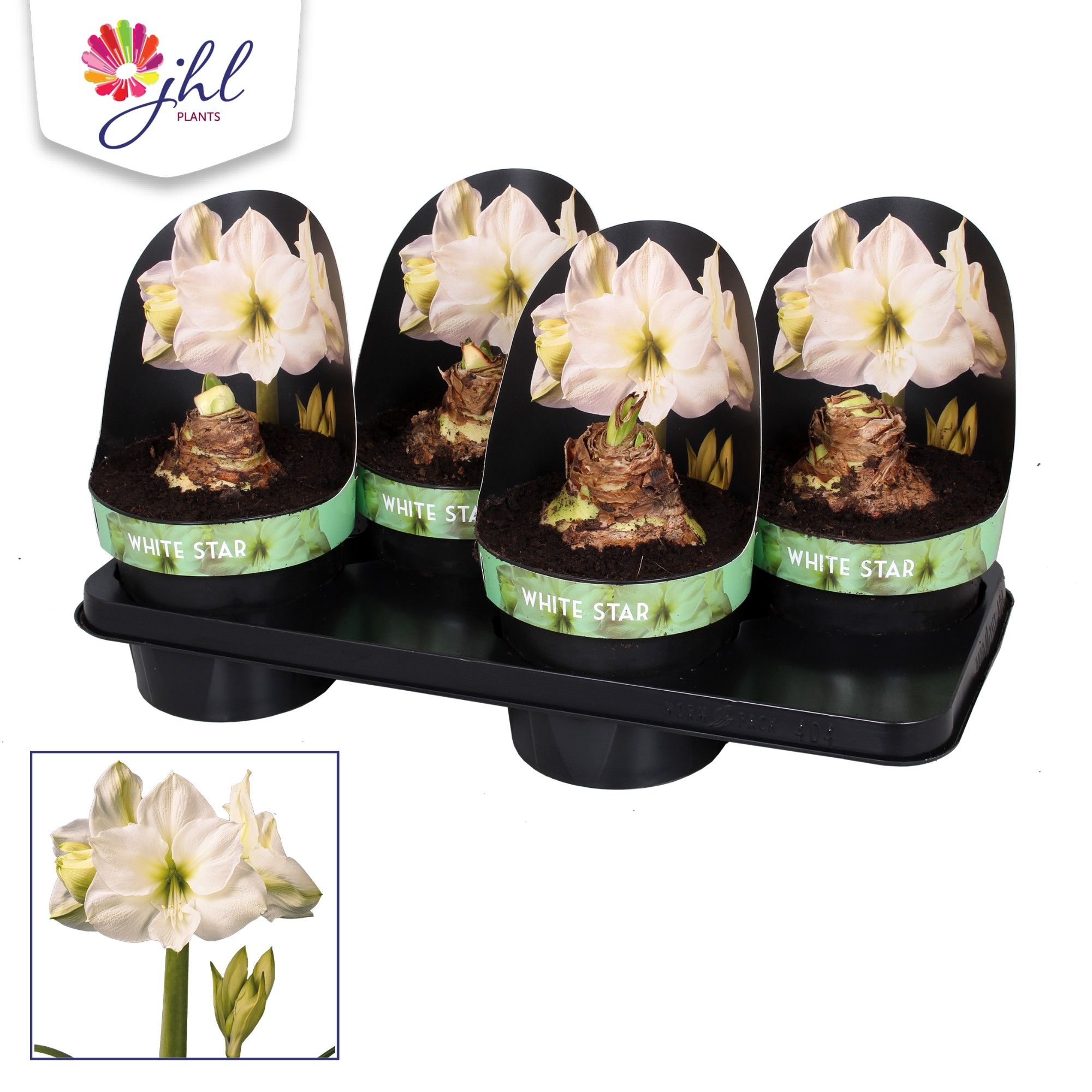 Amaryllis WHITE STAR, D 17 cm Amaryllis WHITE STAR, D 17 cm
