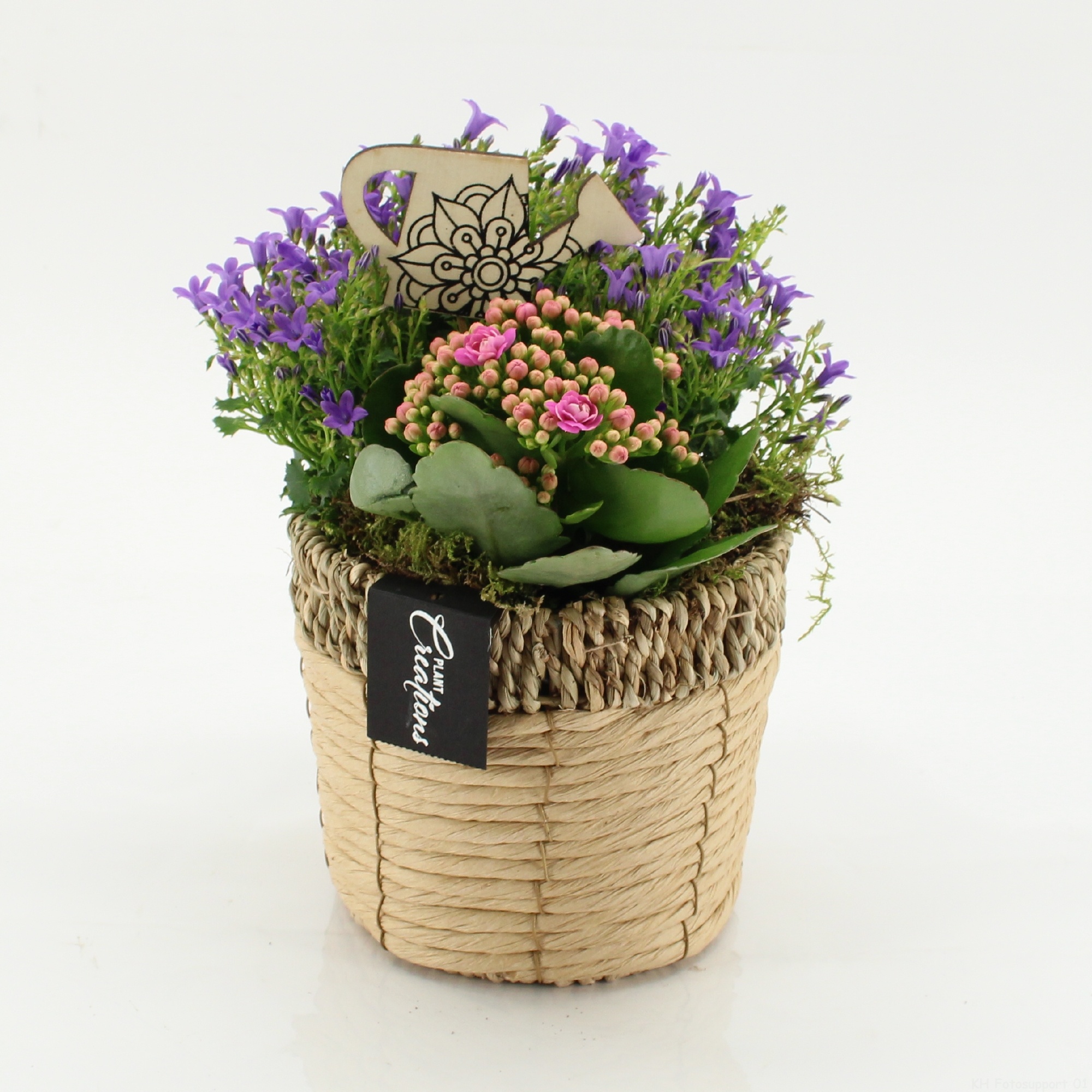 CACR-2601 Campanula creations, D 16