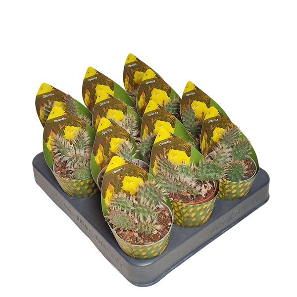 OPUNTIA HINTONII - POT Ø 6,5(CACTUS), D 6,5