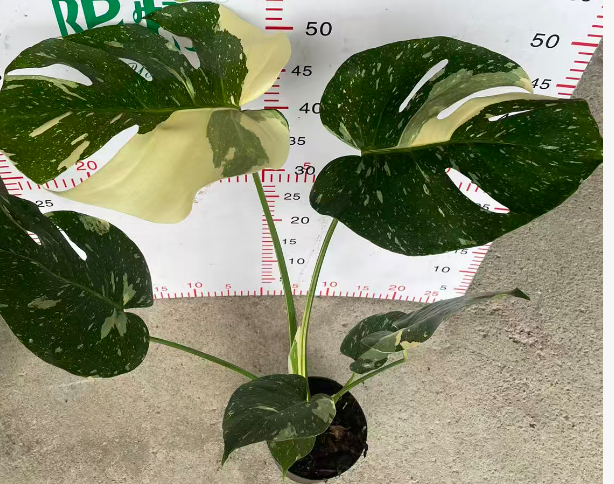 Монстера 140 Голден Потос (Эпипремнум ауреум) 14 50