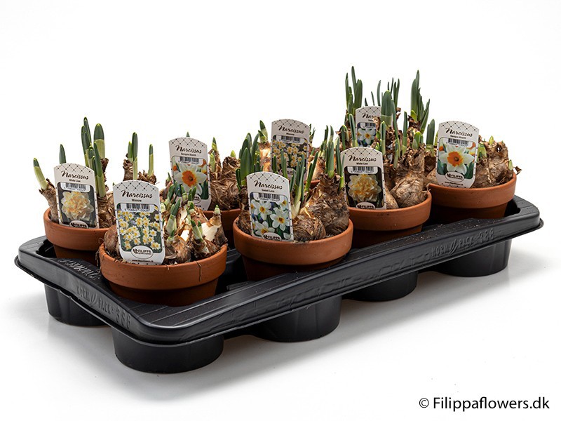 NARCISSUS INCOMPARABILIS 'Mix', D 12