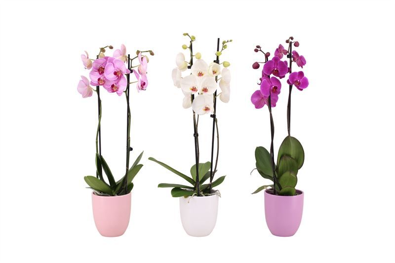 Hugo p12 Blush mix Phal mix 2T14+, D 12