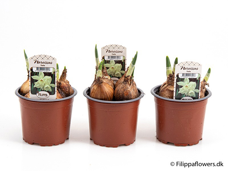 NARCISSUS INCOMPARABILIS 'Thalia', D 11