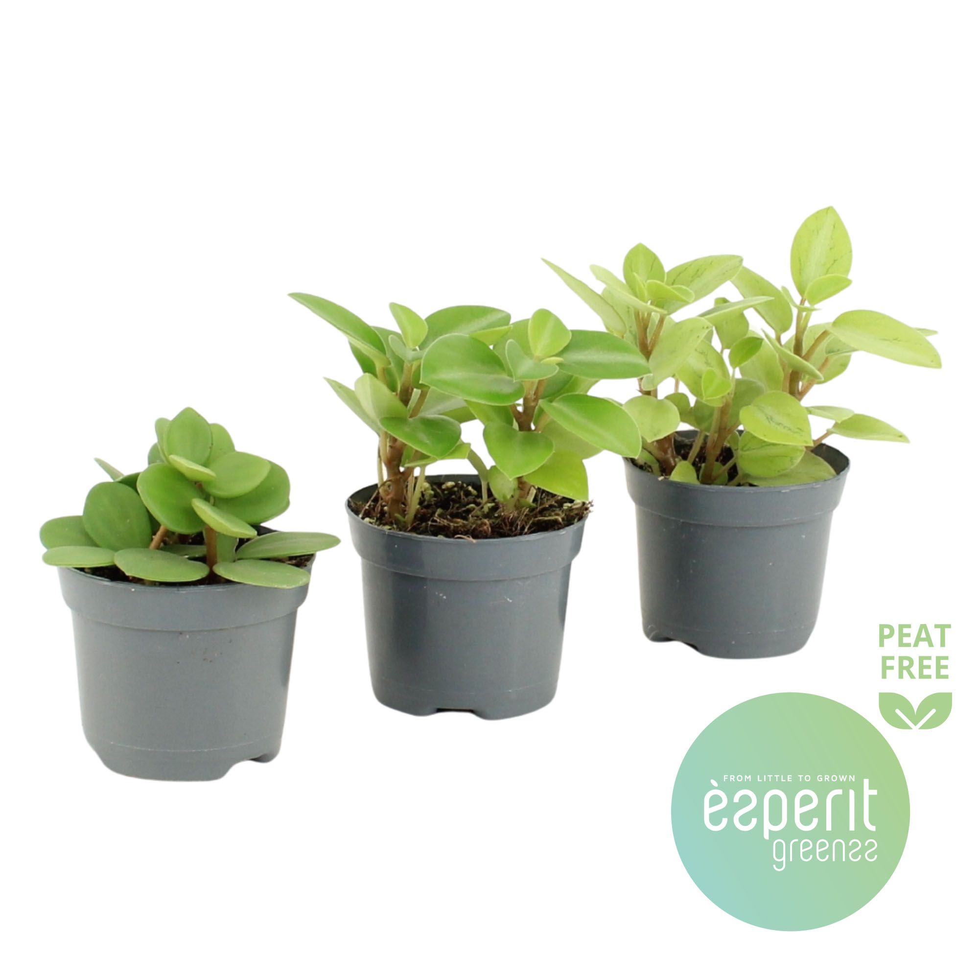 Peperomia Mix 2-3 srt., D 8,5