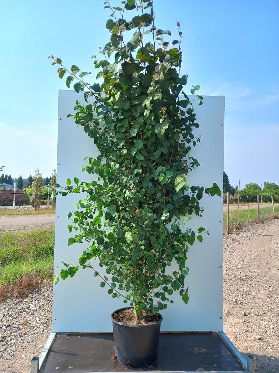 Cercidiphyllum japonicum, D 40