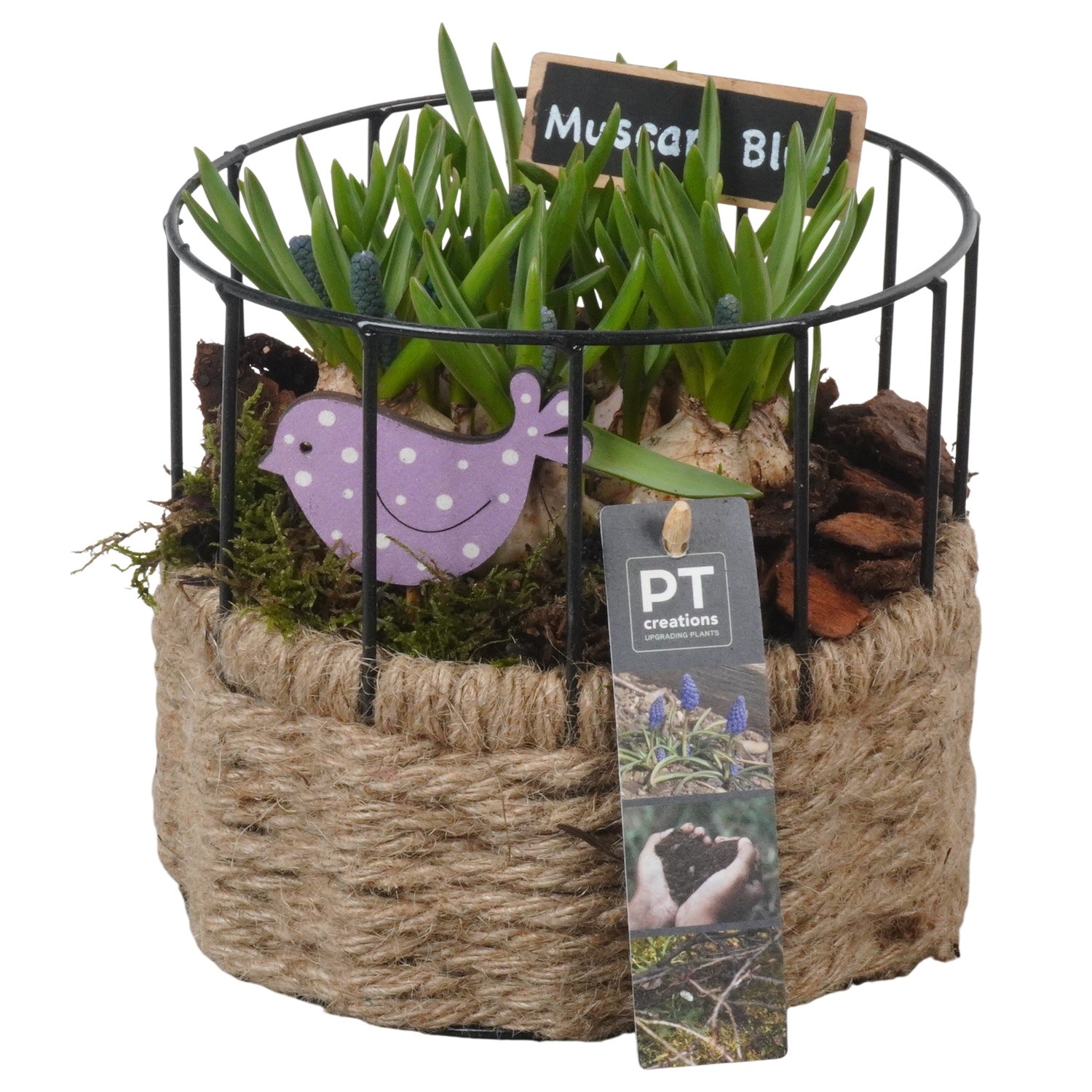 PTMB6244 Arrangement Muscari Blue in metalen mand met touw, D 17