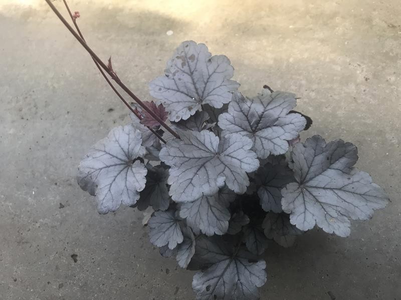 HEUCHERA-HYBRID, D 12 cm