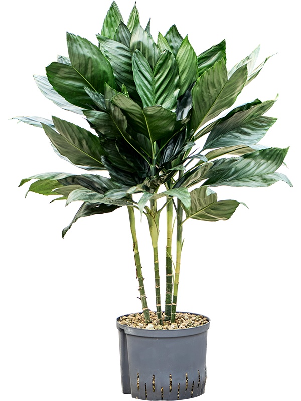 Chamaedorea metallica, D 25