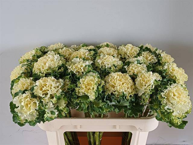 Брассика Крэйн Рафл Вайт 70 (бел.), шт.