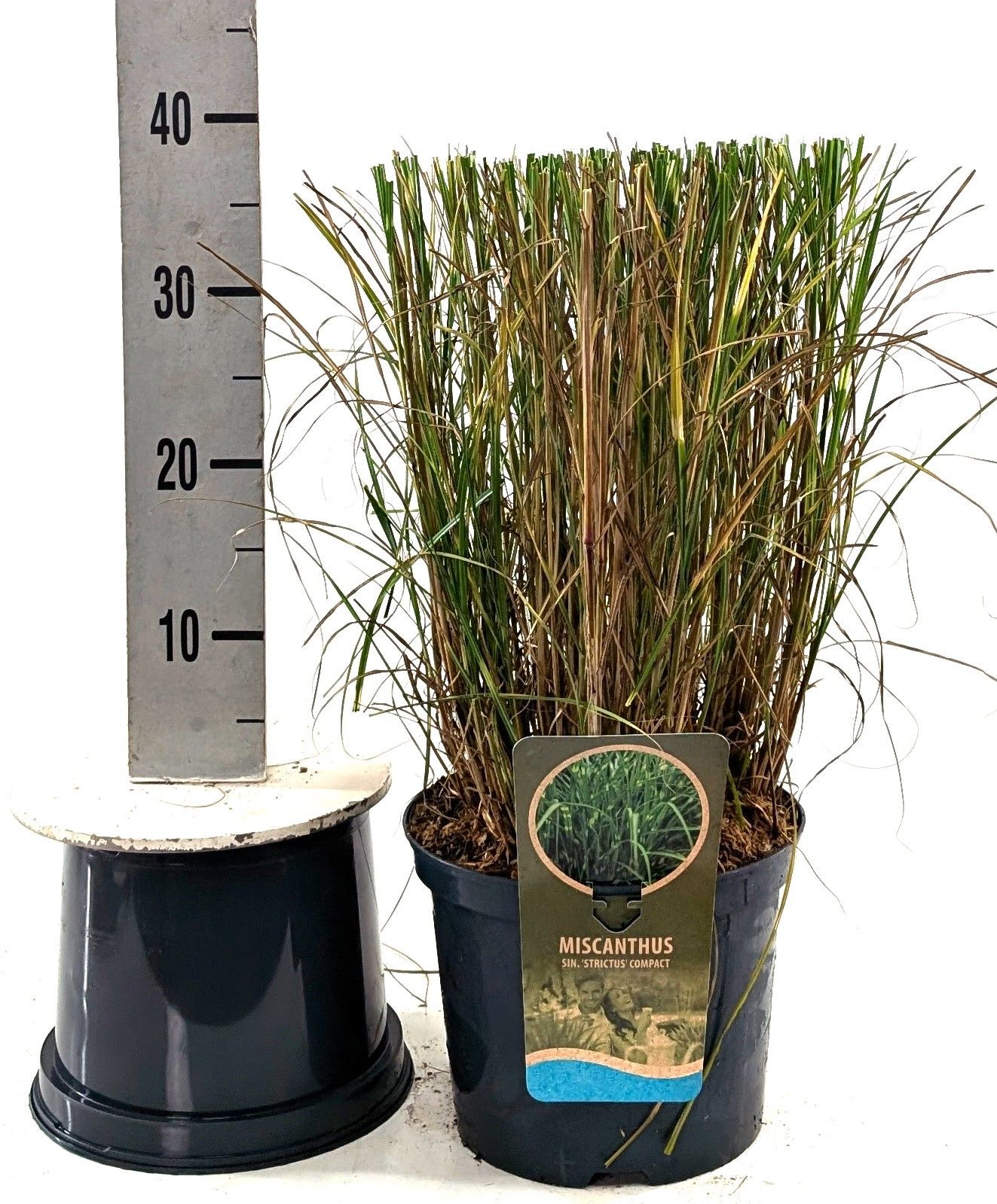 Miscanthus sin. 'Strictus Compakt', D 23