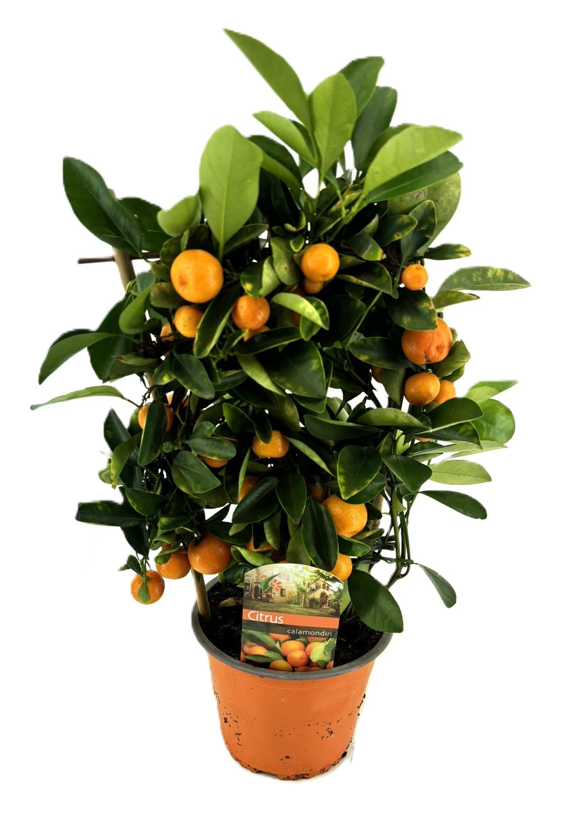 Citrus calamondin, D 14