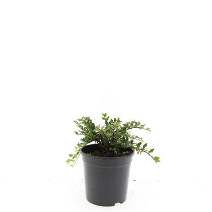 Cotoneaster adpressus, D 14 cm