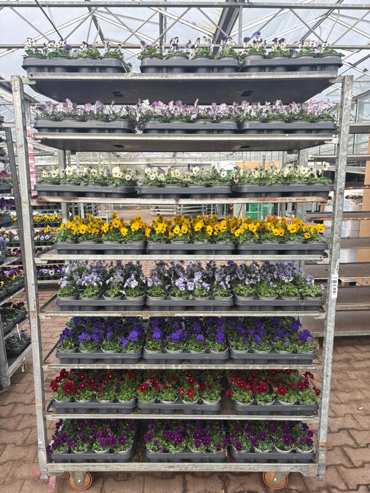 Viola Cornuta Mix cc, D 9