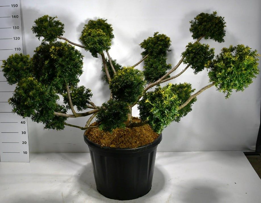 Taxus b. 'Summergold', D 60 cm