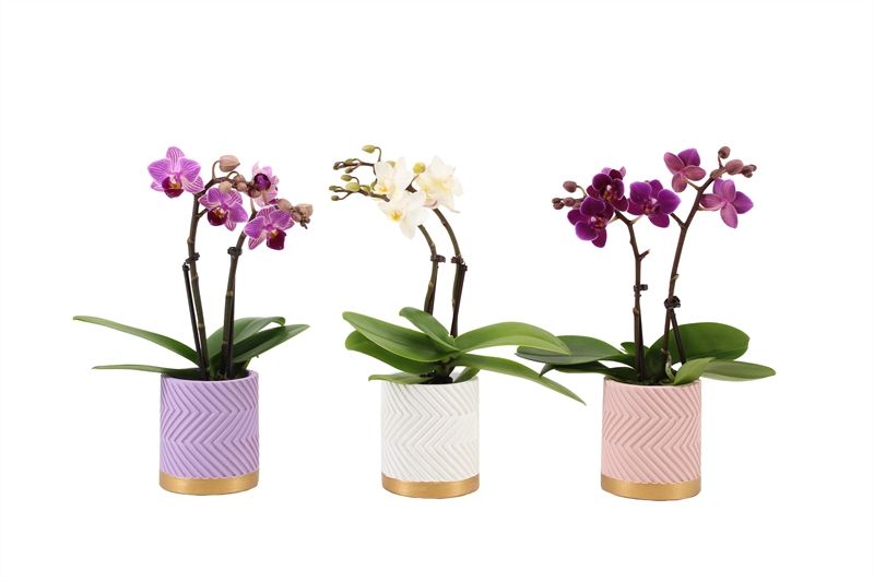 Betonpot p06 Groovy pastel mix Phal Tiny Dolls mix 2T10+ Aqu@, D 6