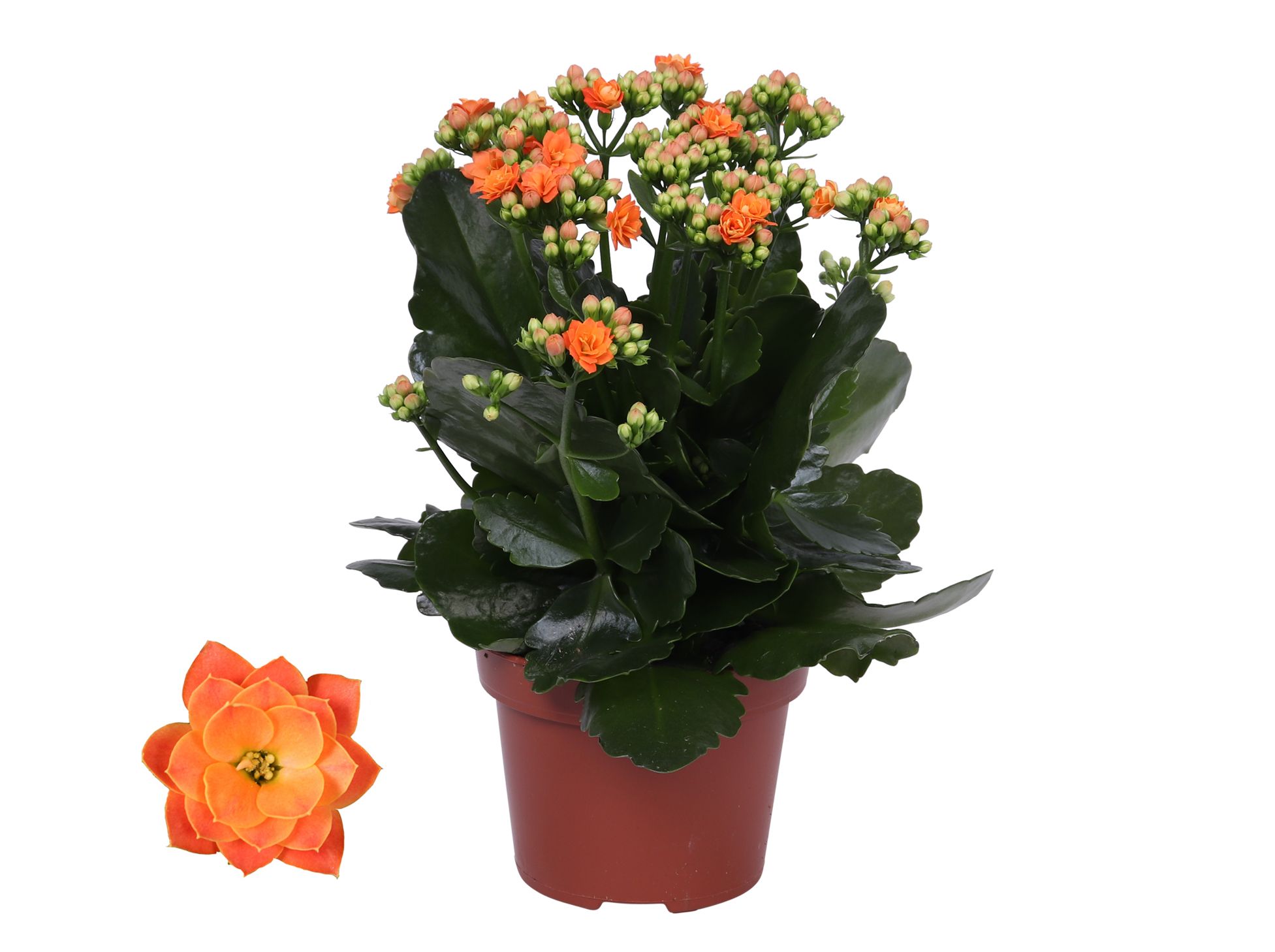 Kalanchoe Rosalina 12cm Don Pedro oranje, Zonder hoes, D 12