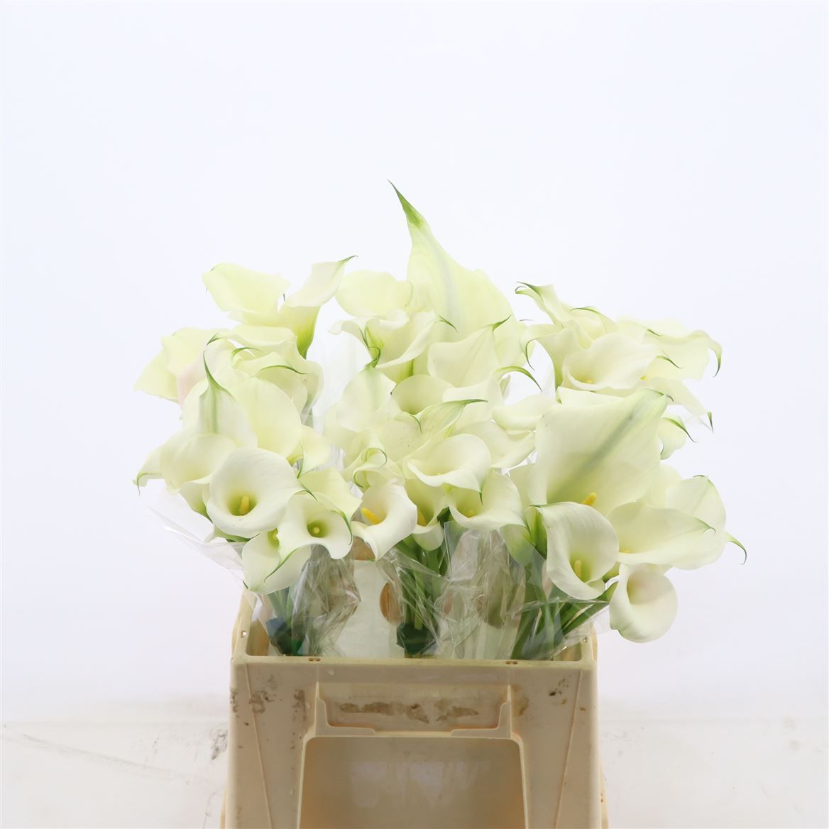 Калла Кэптен Вентура 40, шт.