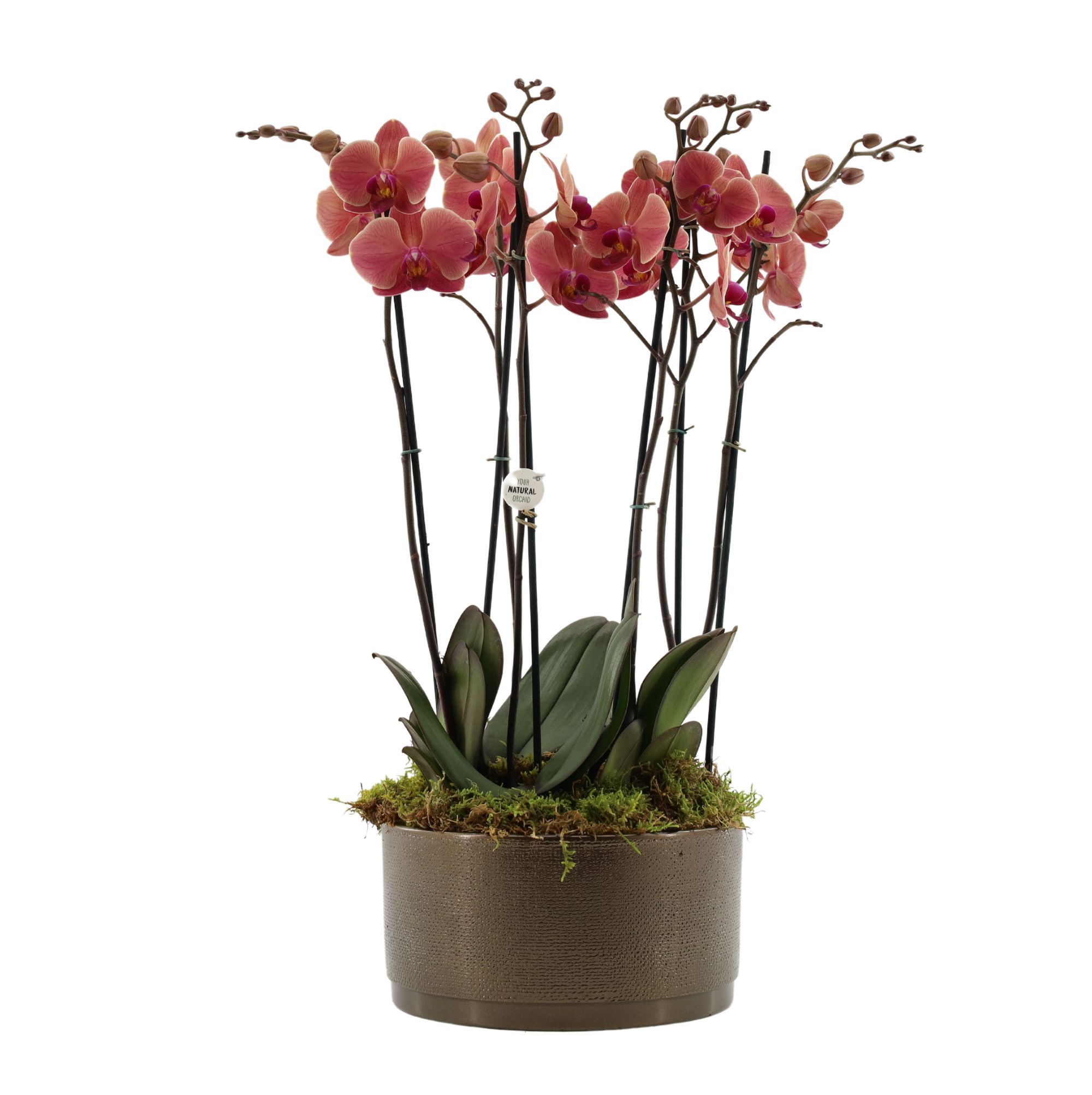 Your Natural Orchid | 3 x 2 tak ST oranje in Sarah Bowl, D 27 cm Your Natural Orchid | 3 x 2 tak ST oranje in Sarah Bowl, D 27 cm