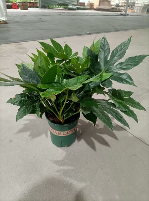 Филодендрон 140 Галлон Октагонал Голд Базин 14 37