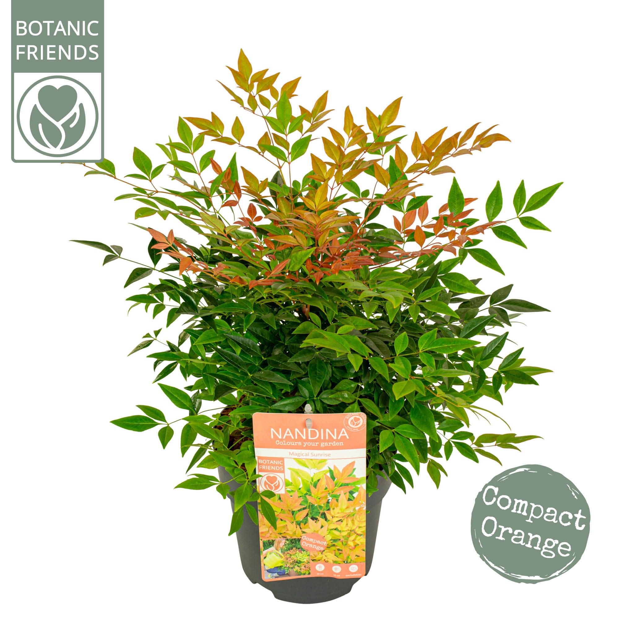 Nandina dom. 'Magical Sunrise', D 19