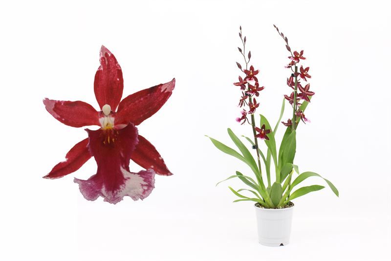 Barrocco Red 2T18+ regular, D 12