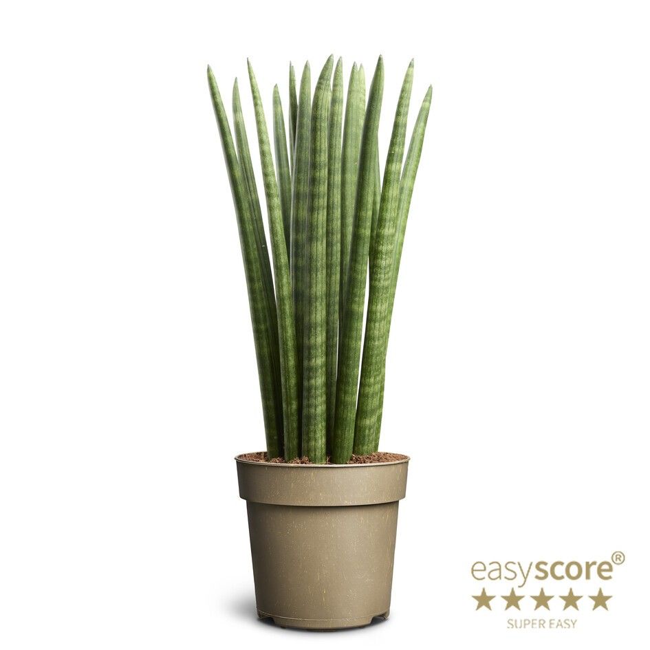Sansevieria cylindrica ´Straight´, D 14