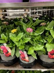 628 DM : Pot 19 cm ZINNIA ELEGANCE MIX KLEUREN, D 19