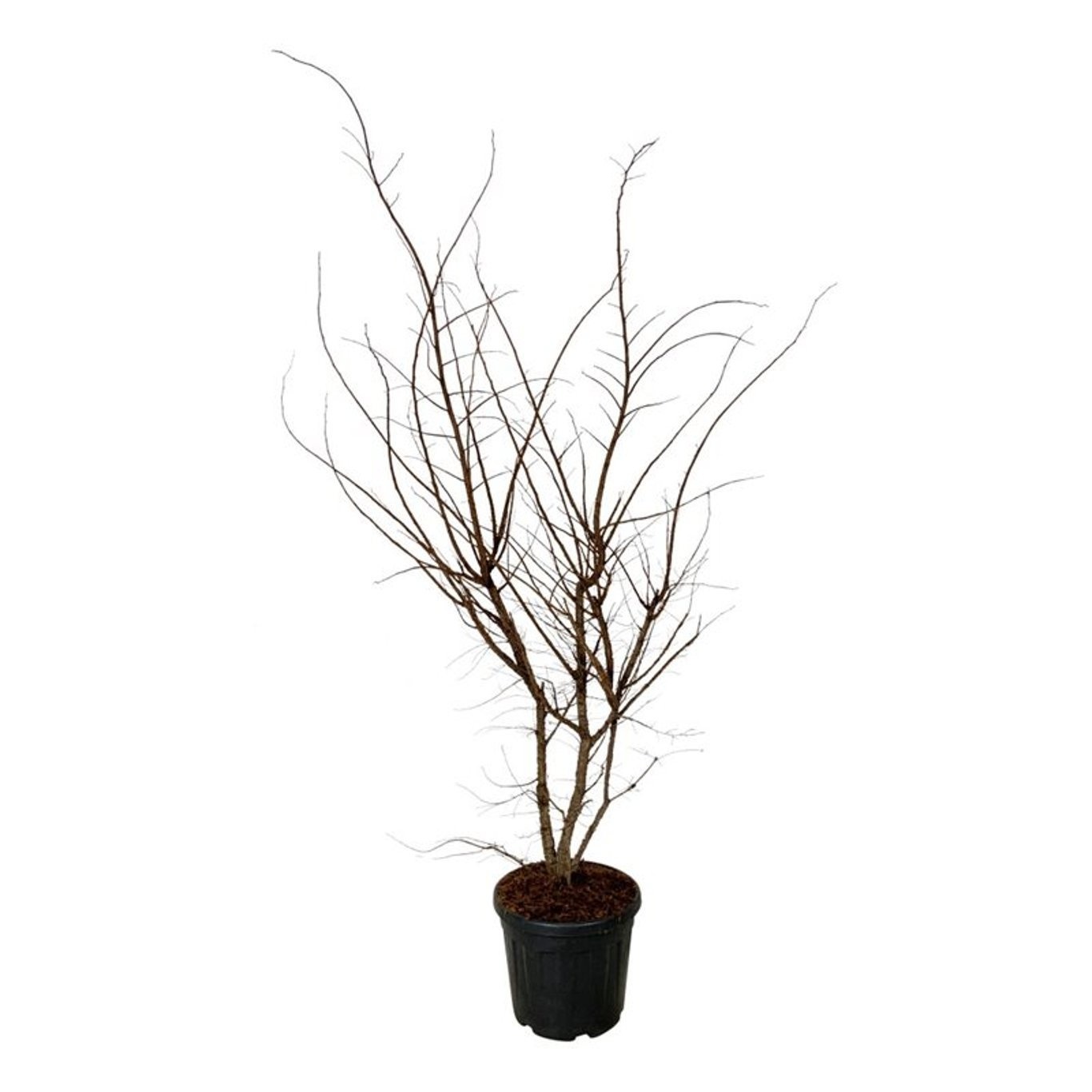 Ulmus minor suberosa, D 40