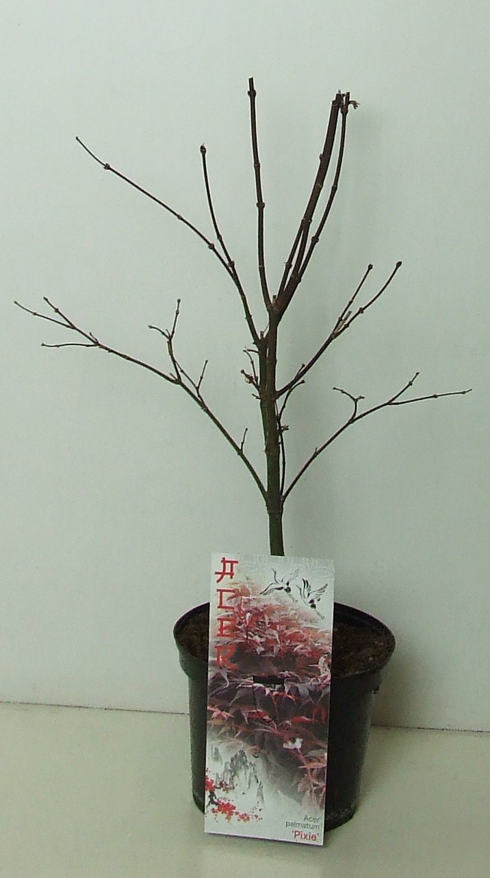 Acer palmatum 'Pixie' P19, D 19