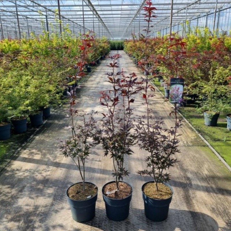 Acer pal. 'Red Emperor', D 32