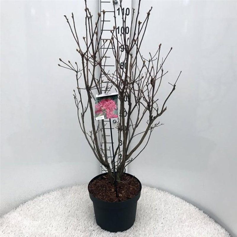 Rhododendron (AK) 'Homebush', D 29