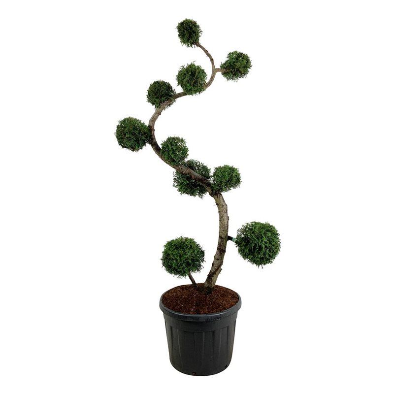 Thuja occ. 'Brabant', D 60