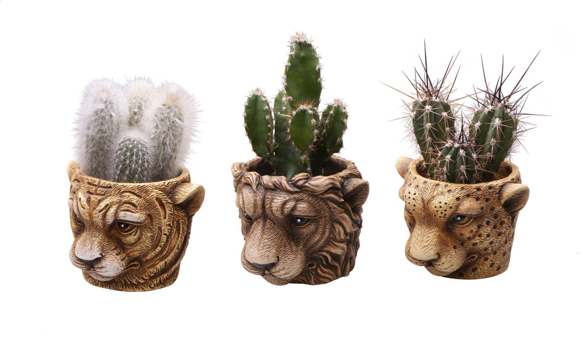 L 65512 with Cactus Mix, D 6