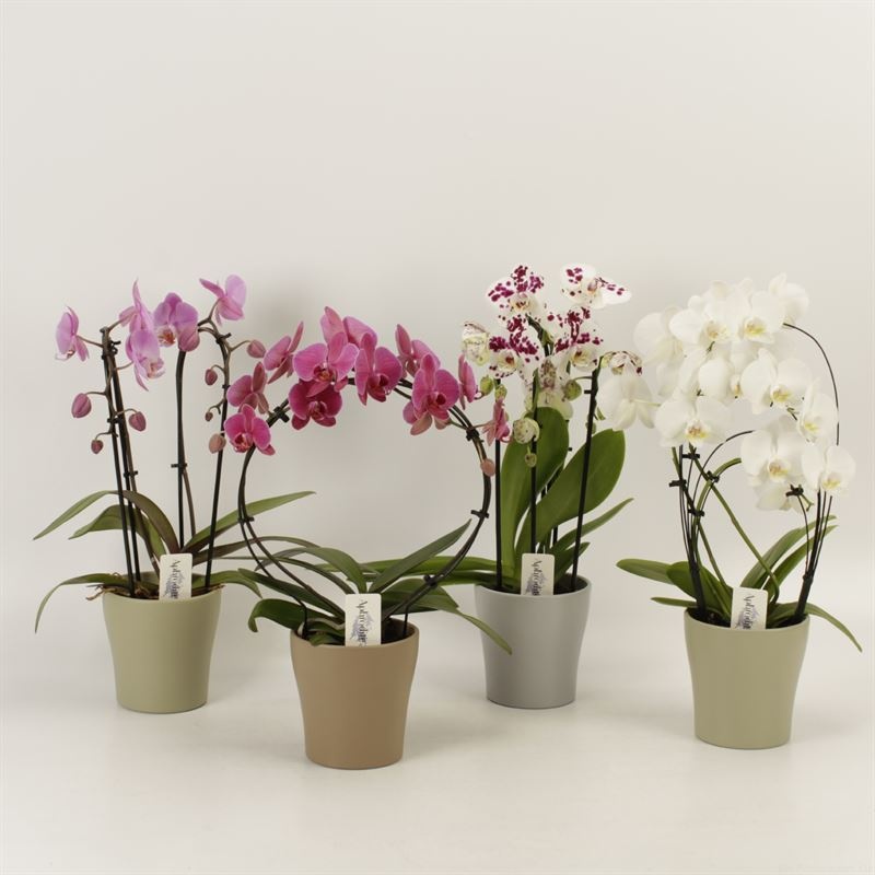Phalaenopsis overig Shapes mix in Modern living keramiek, D 12 cm