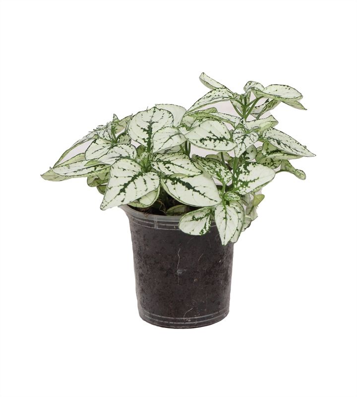 Hypoestes p06 white, D 6