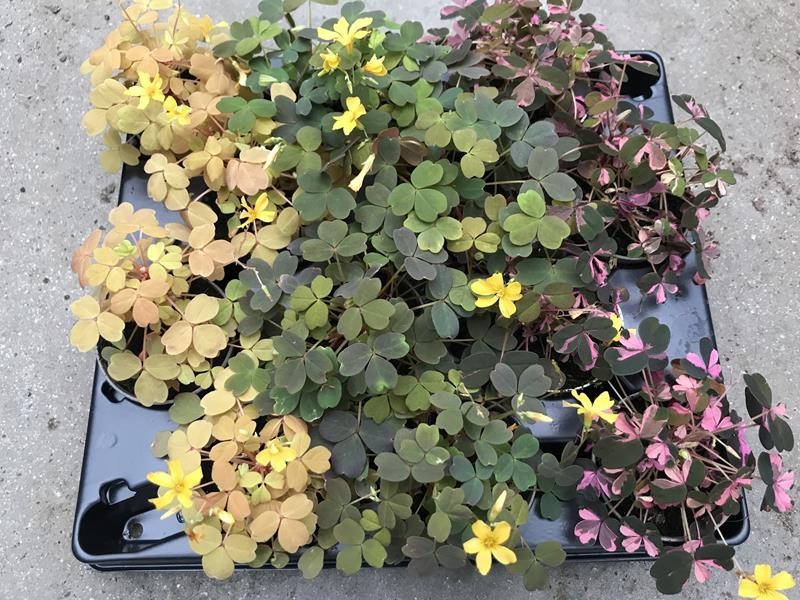 OXALIS VULCANICOLA MIX, D 6 cm