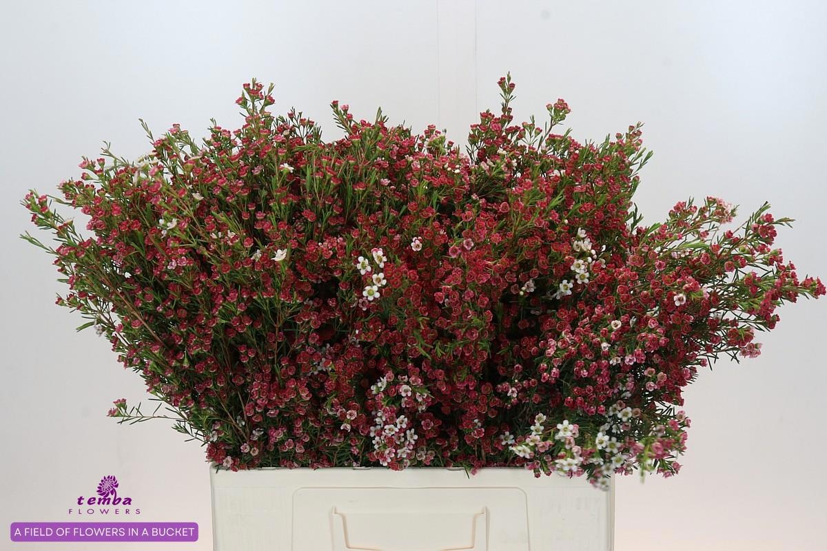 Шамелациум Май Свит Сикстин 60, шт.