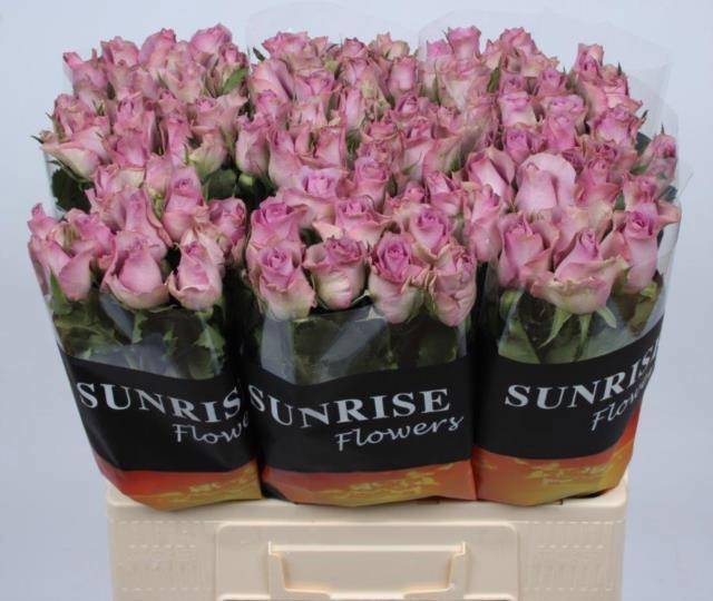 Роза од. Найтингейл! 60, шт.