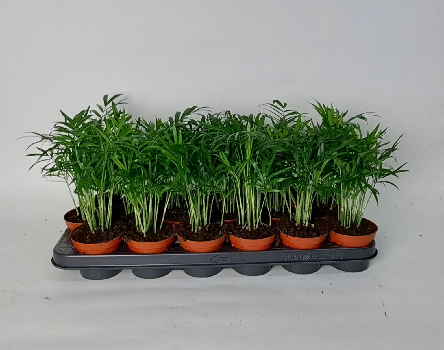 Chamaedorea elegans 9cm, D 9