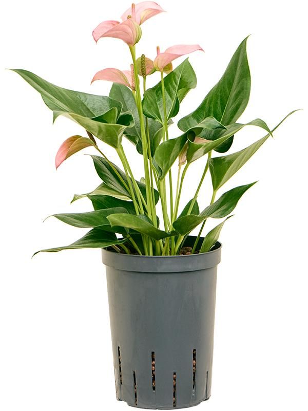 Anthurium andraeanum 'Joli', D 15