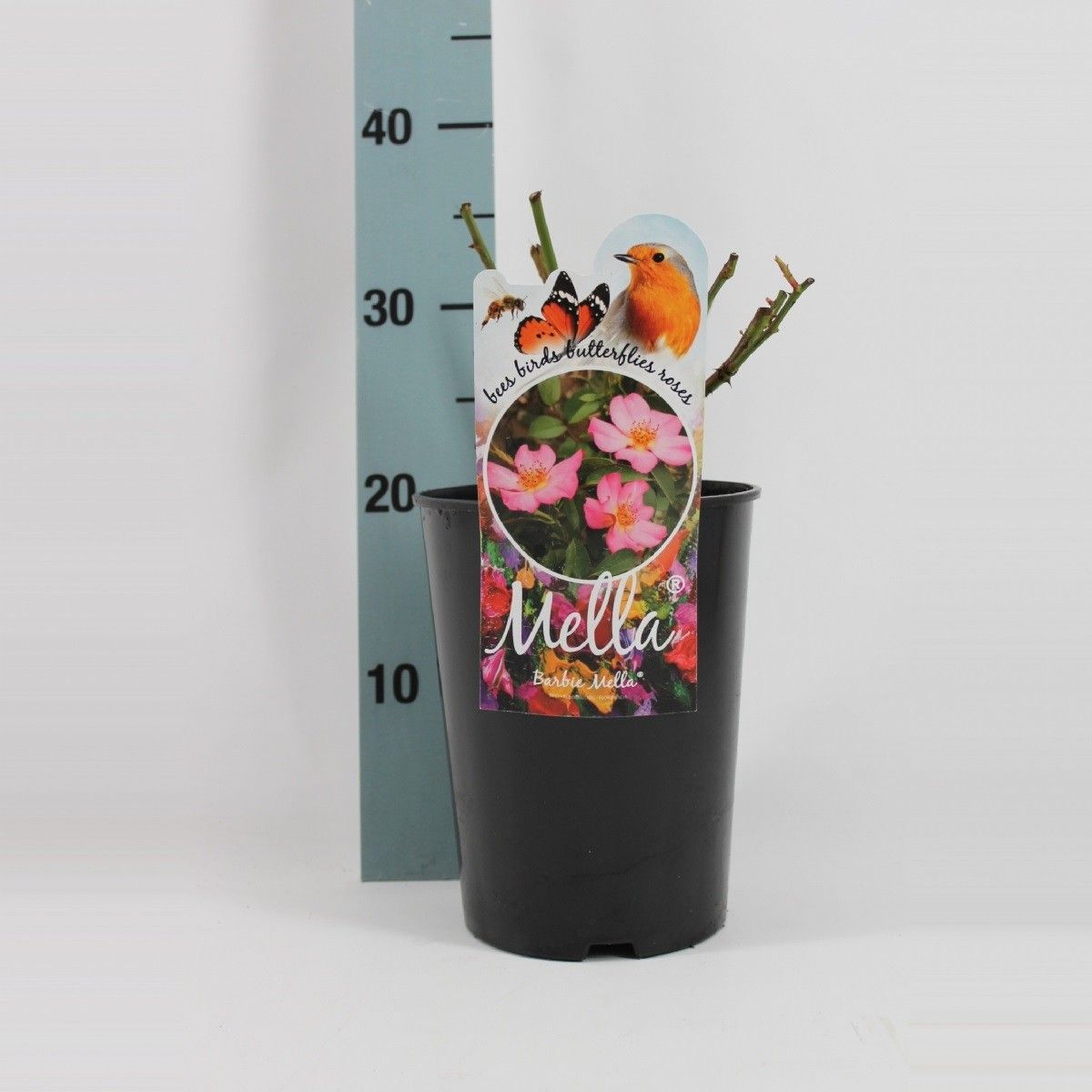 Rosa Bij, Vlinder en Vogel vriendelijke rozen, D 17