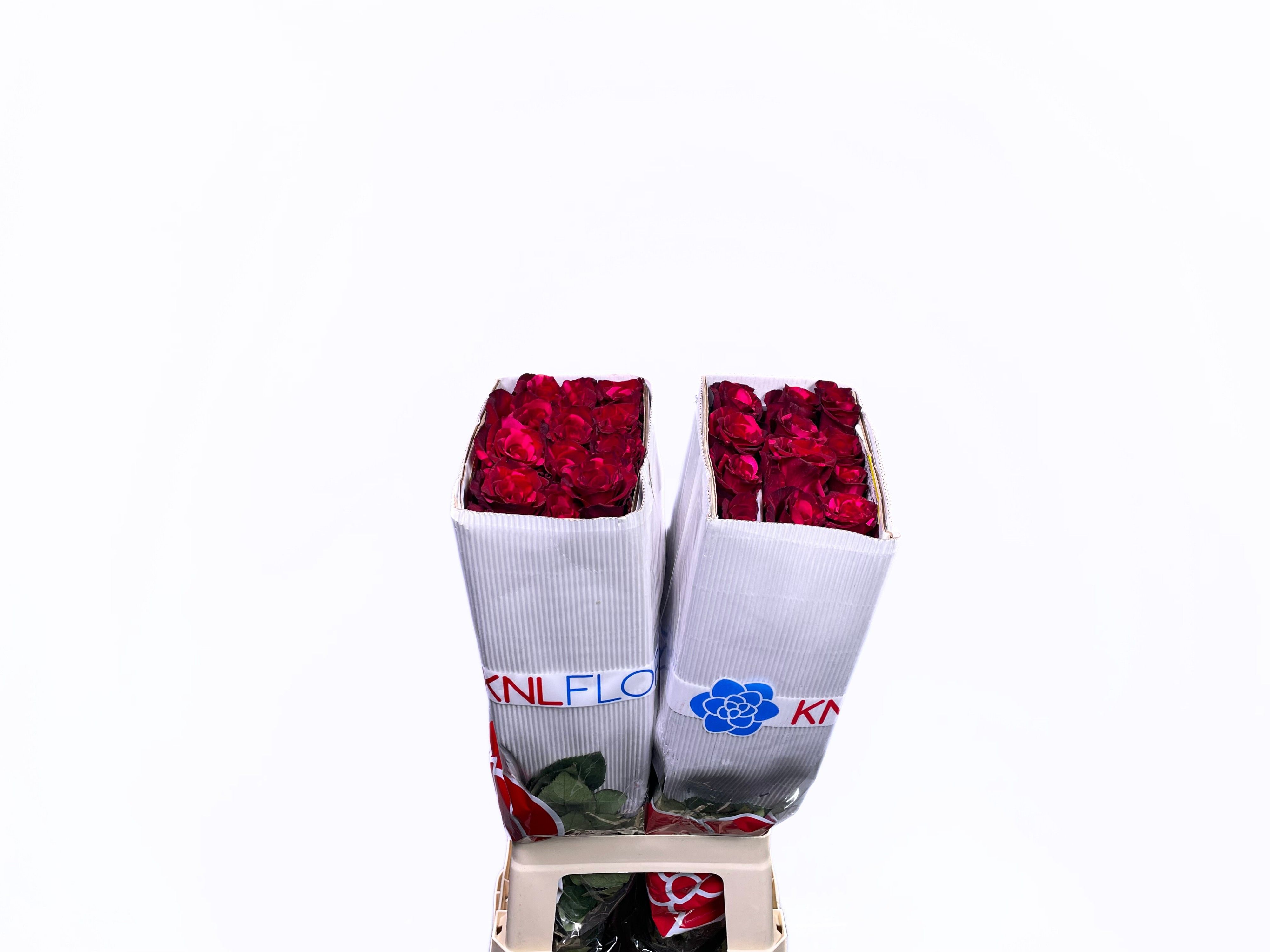 Роза од. Рэд Пантер 70, шт.