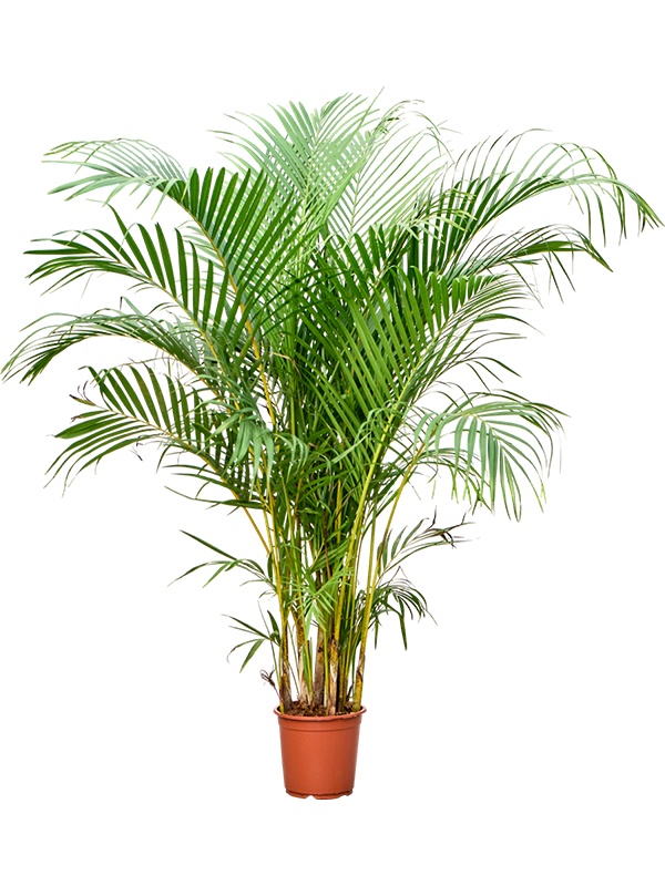 Dypsis (Areca) lutescens, D 21